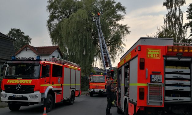 Rellingen: Baumkrone in 15m Höhe abgebrochen