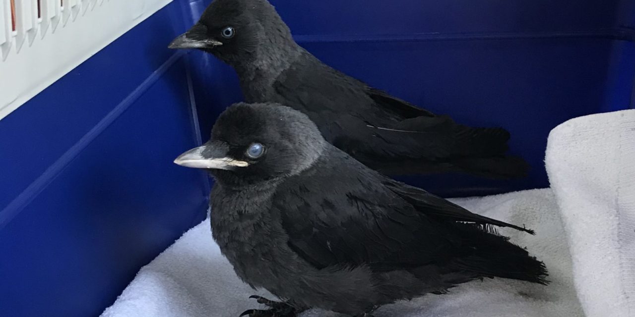 Vögel aus Kaminschacht gerettet