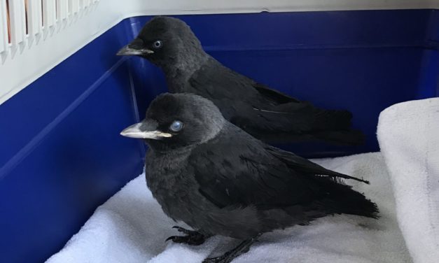 Vögel aus Kaminschacht gerettet
