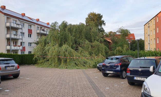 Großer Baum umgestürzt