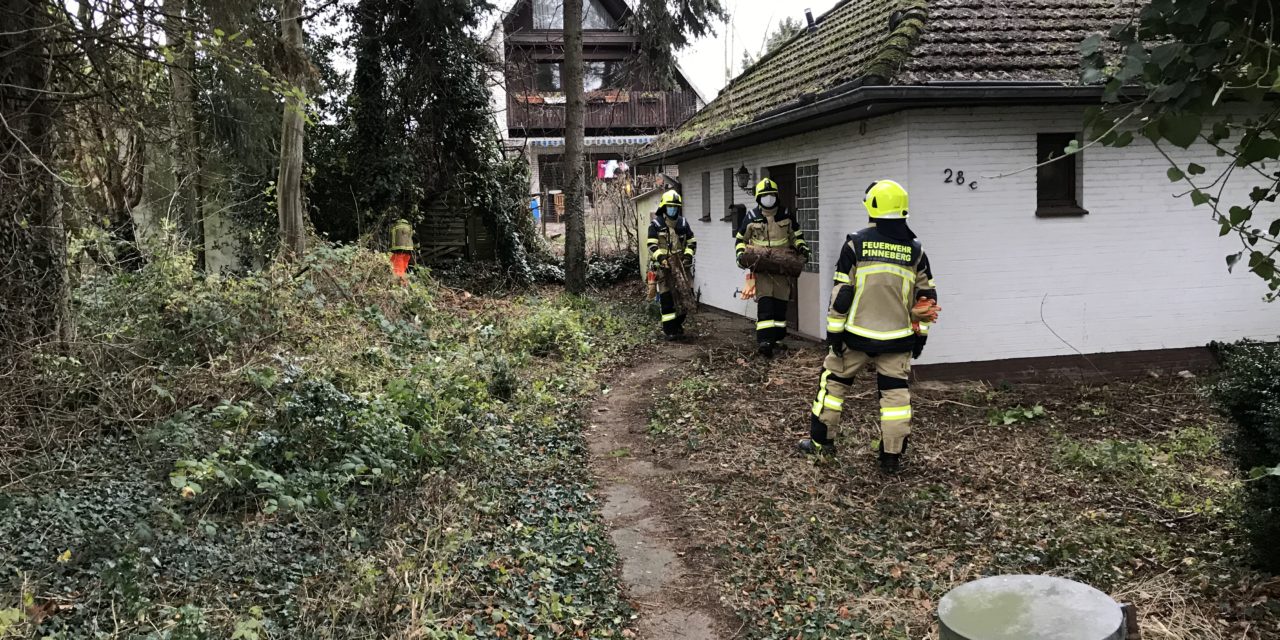 Bäume drohen zu fallen