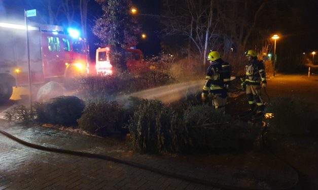 Brennen Tannenbäume