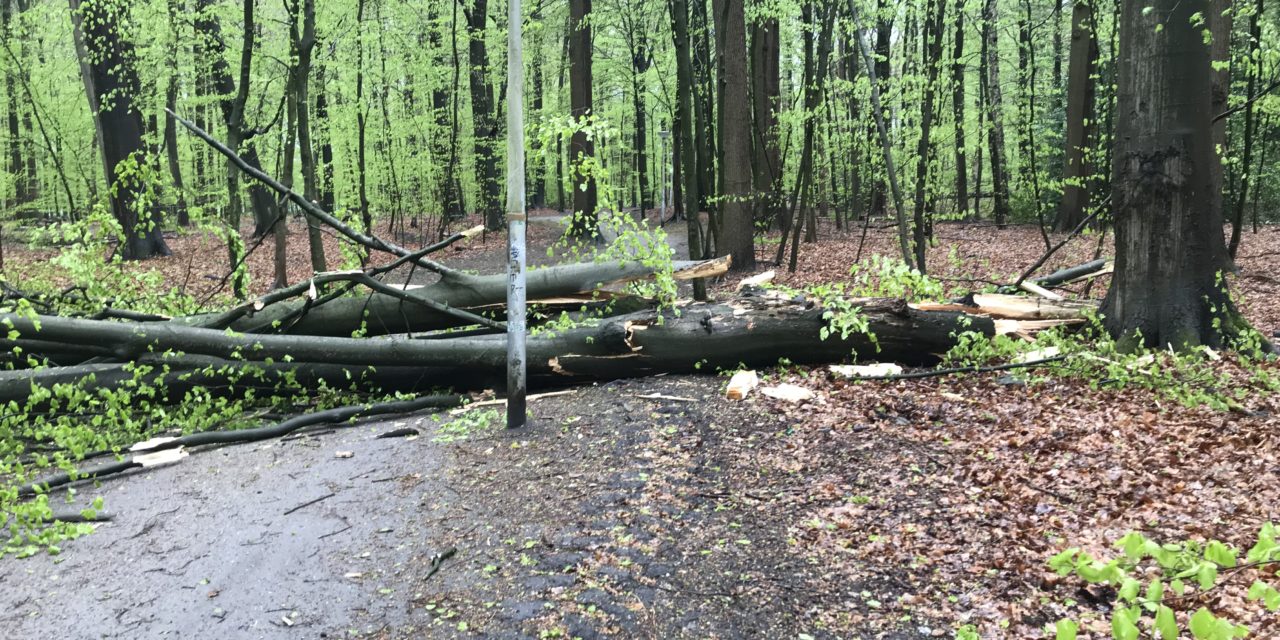 Baum umgestürzt