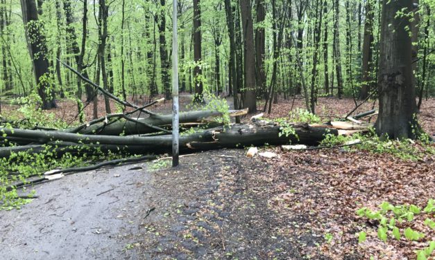 Baum umgestürzt