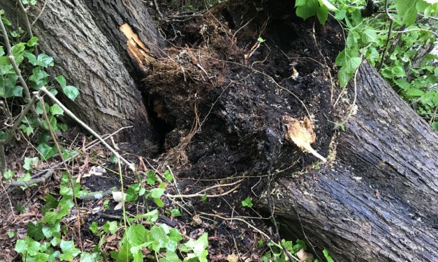Baum umgestürzt über die Pinnau