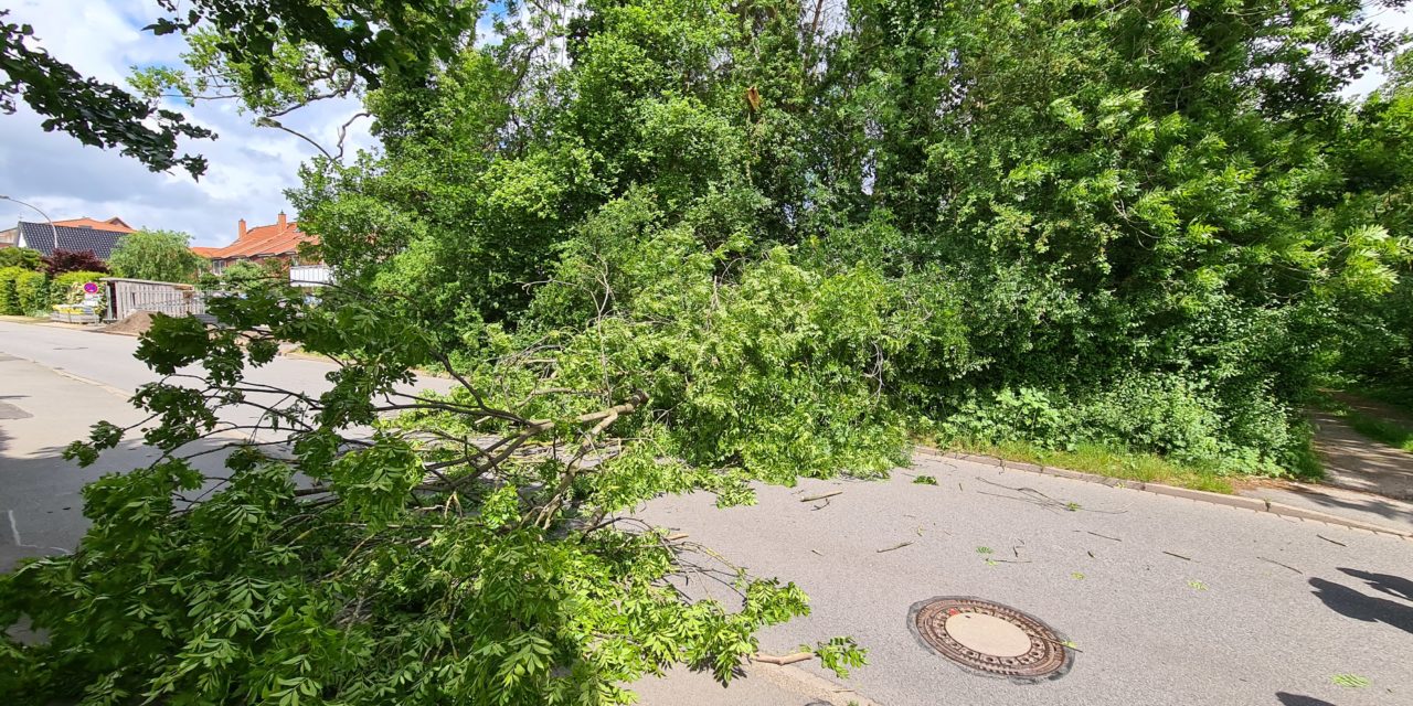 Baum auf Straße