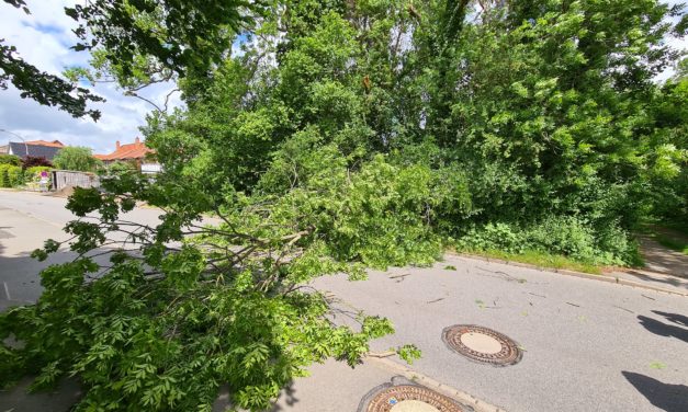 Baum auf Straße