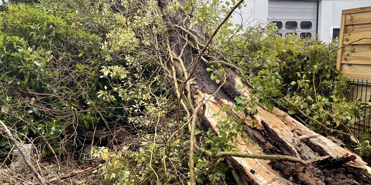 Baum auf Werkhalle gefallen