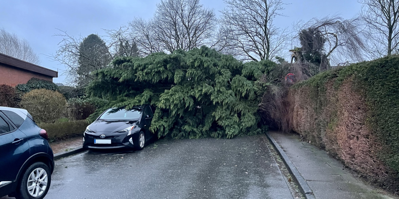Baum auf Strasse
