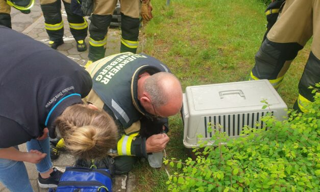 Küchenbrand – Katze gerettet