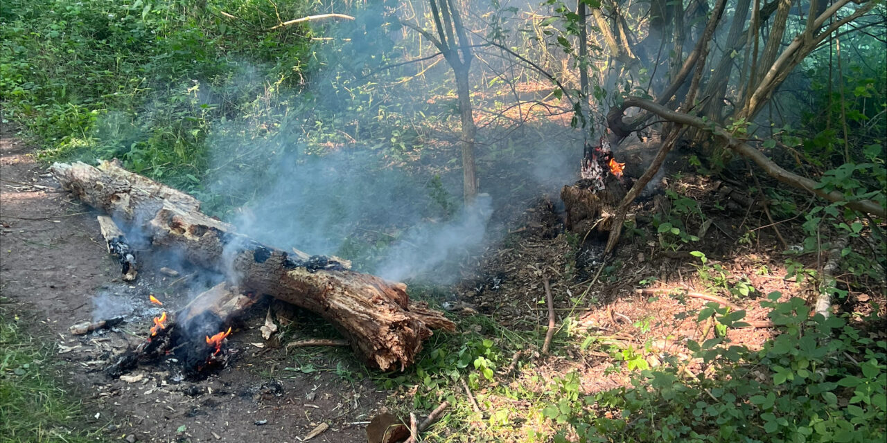 Feuer im Wald