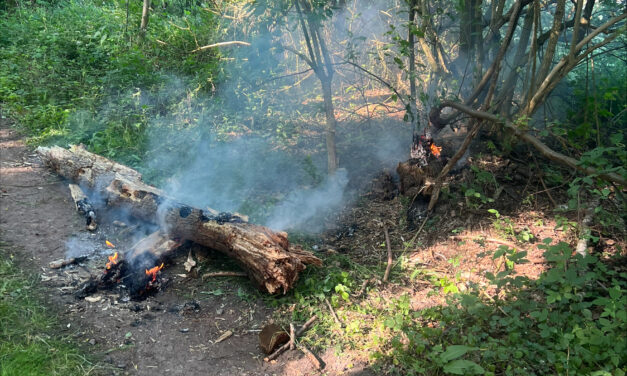 Feuer im Wald