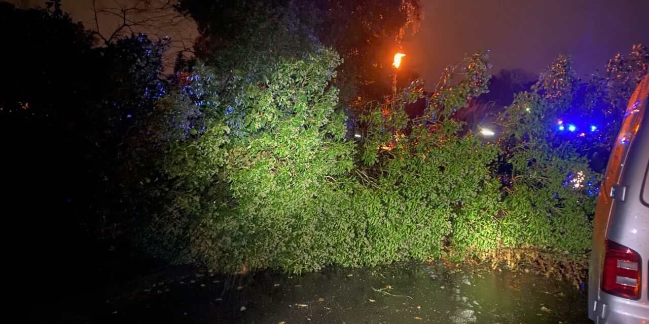 Baum auf Straße