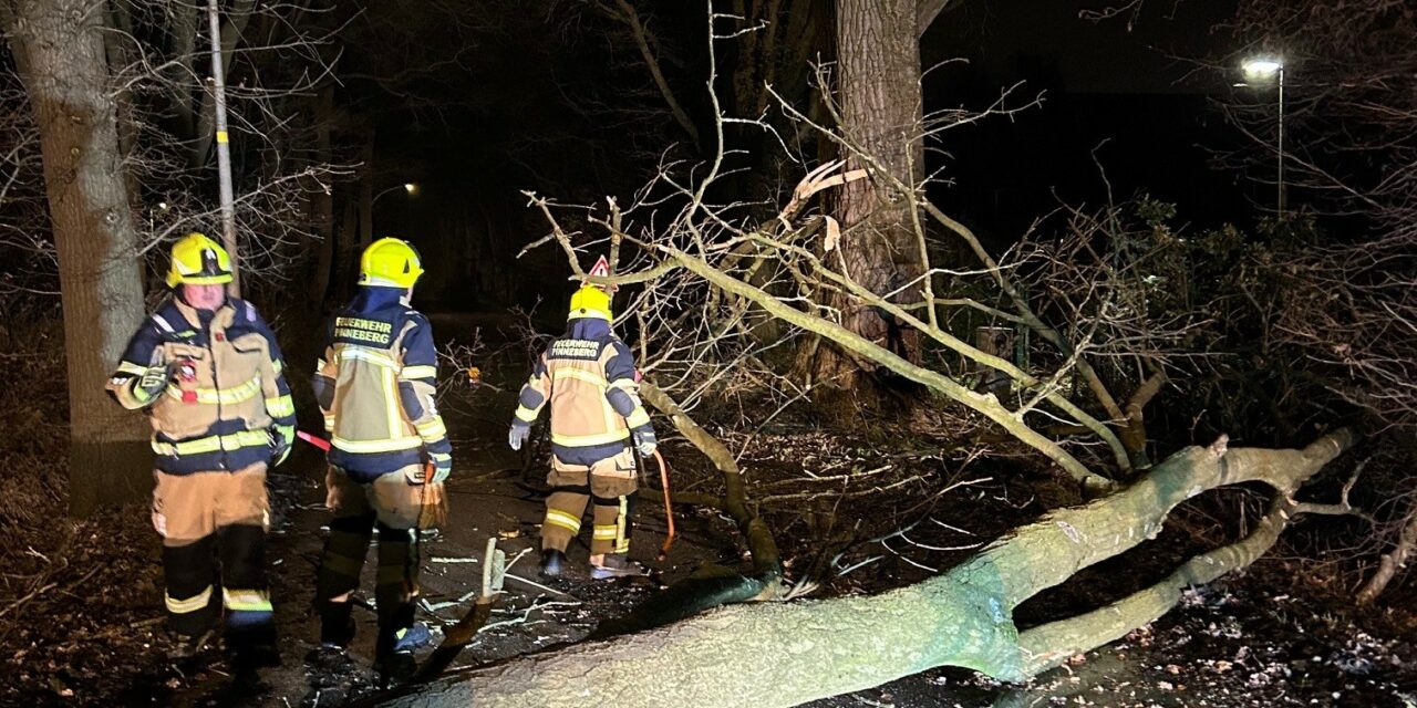 Baum auf Straße
