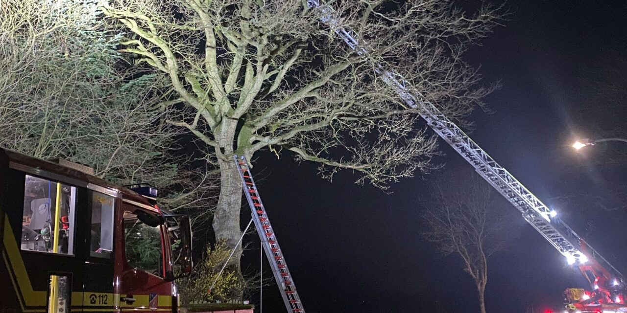 Toffi sitzt im Baum fest!