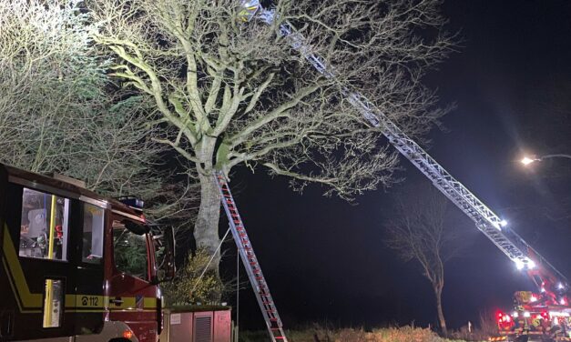 Toffi sitzt im Baum fest!