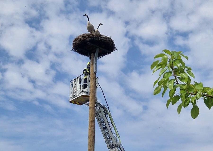 Tierrettung – Unterstützung FF Rellingen