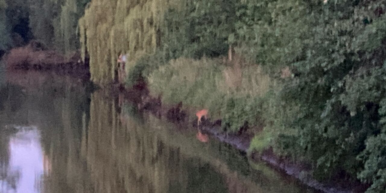 Tierrettung Reh in Pinnau