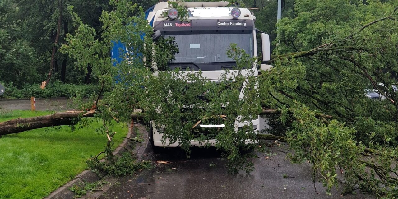 Baum zwischen LKW
