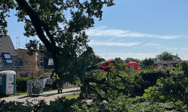 Baumkrone droht zu fallen