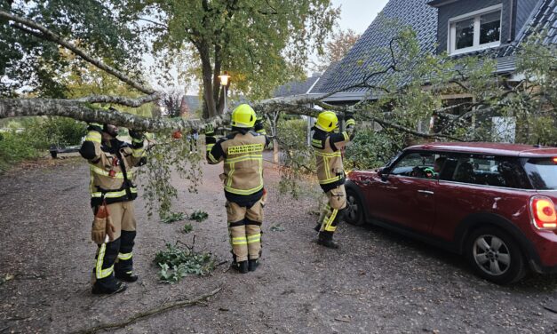 Baum auf Straße und PKW