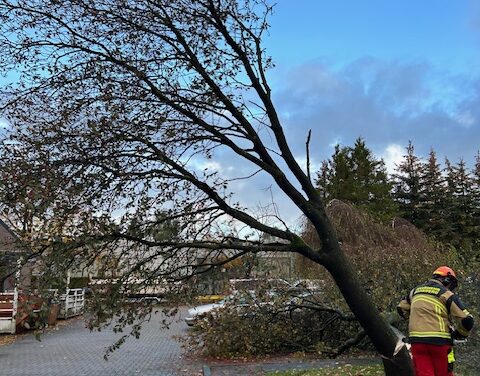 Baum umgestürzt