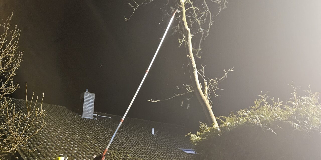 Droht Baum zu fallen