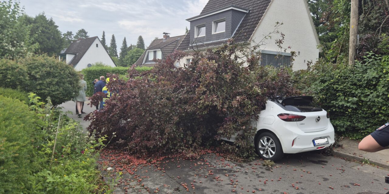 Baum auf PKW
