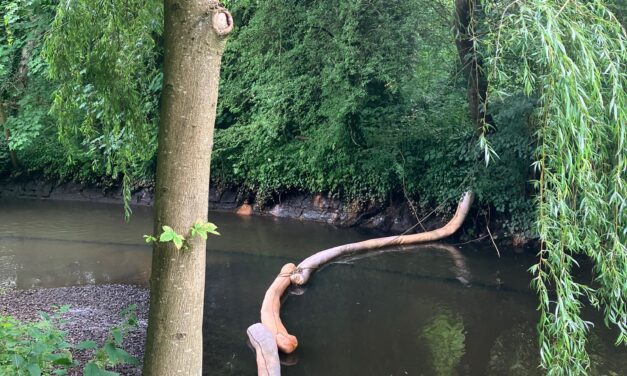 Ölfilm auf der Mühlenau