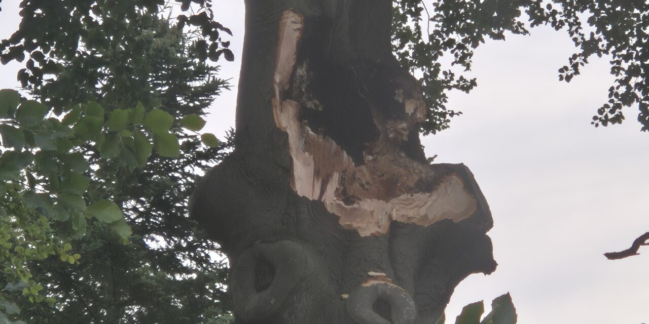 Baum bricht Ast aus Krone