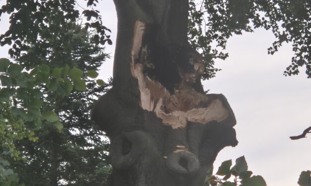 Baum bricht Ast aus Krone