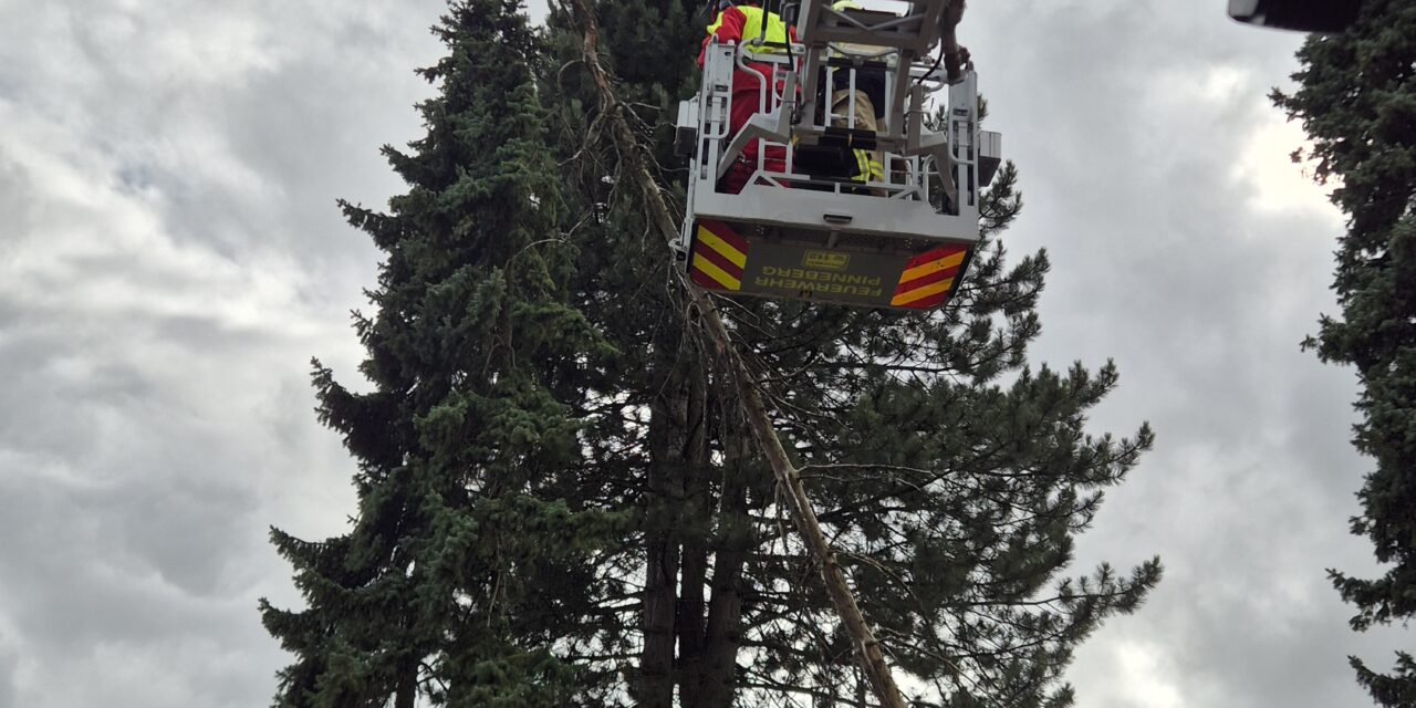 Baum auf Garage gestürzt
