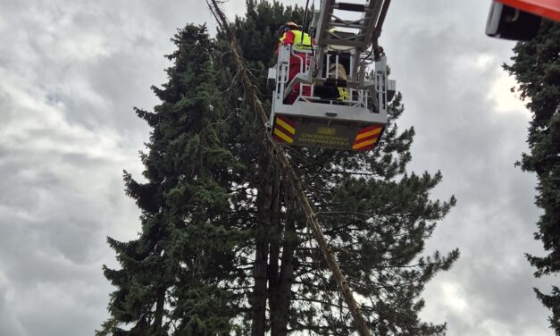 Baum auf Garage gestürzt