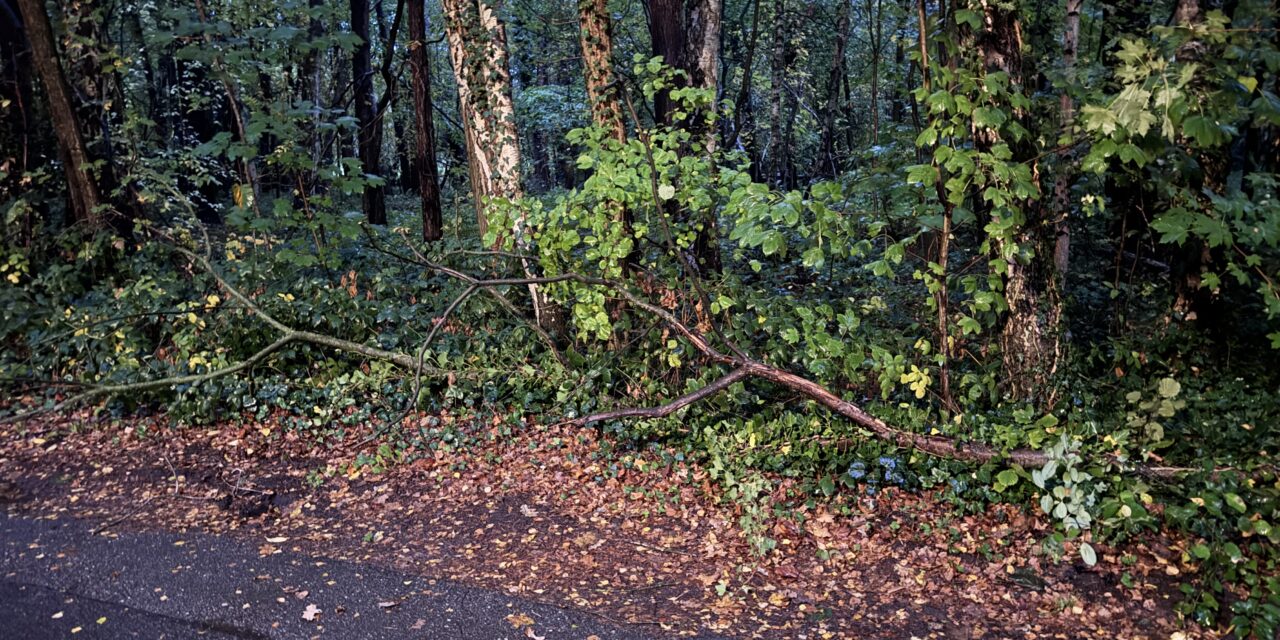 Ast auf Straße