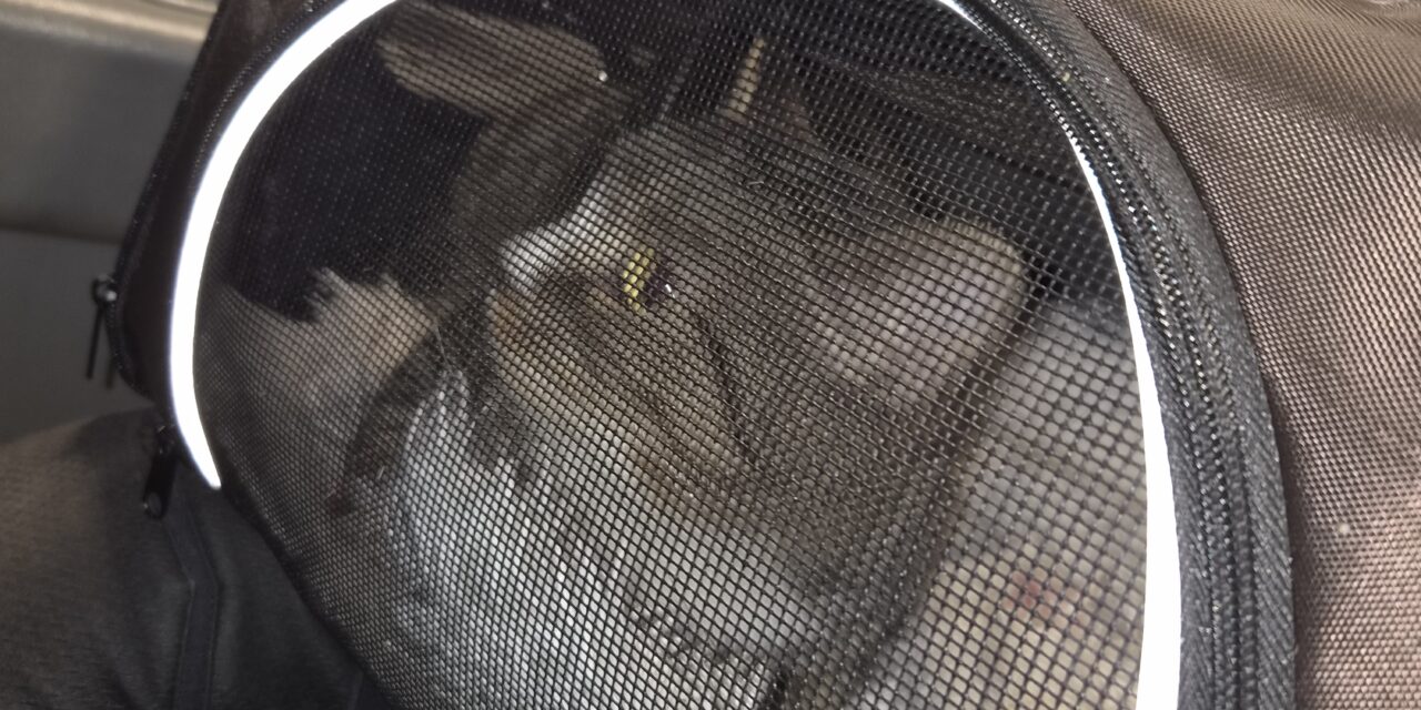 Miezekatze vom rechten Weg abgekommen